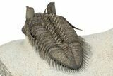Triple Erbenochile Trilobite Association - Foum Zguid, Morocco #227801-10